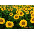 Sell Beautiful Flower Seeds Gardening Bonsai Sunflower Seeds All Varieties For Planting